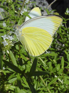 Hells Gate Buterfly