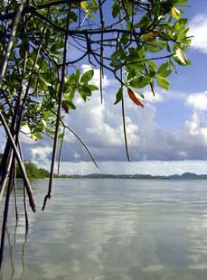 Mangrove shelter at Maiden Island