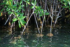 Adventure Antigua offers unique snorkelling and eco tours in and around the island backwaters of Antigua and Barbuda, mangroves